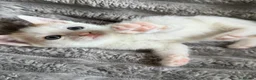 Turkish Angora cats for sale: Beautiful pattern, Kitten - Advert 15