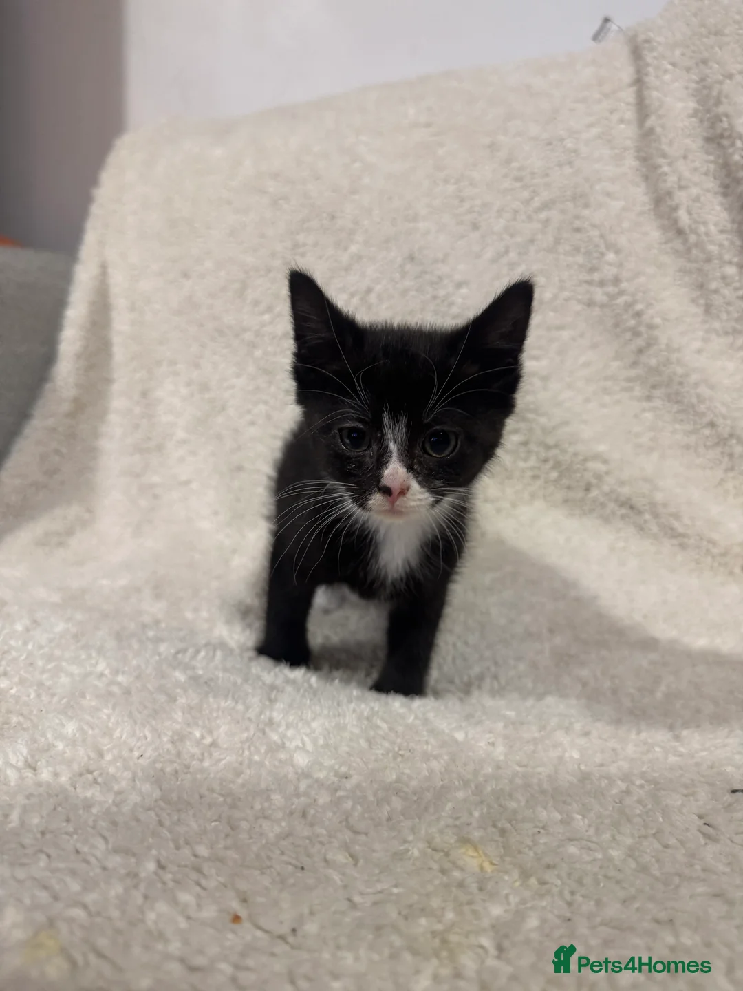 Mixed Breed cats for sale: calico girl remaining  - Advert 13