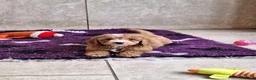 Cavapoochon dogs for sale: Beautiful Cavapoochons puppies - Advert 15