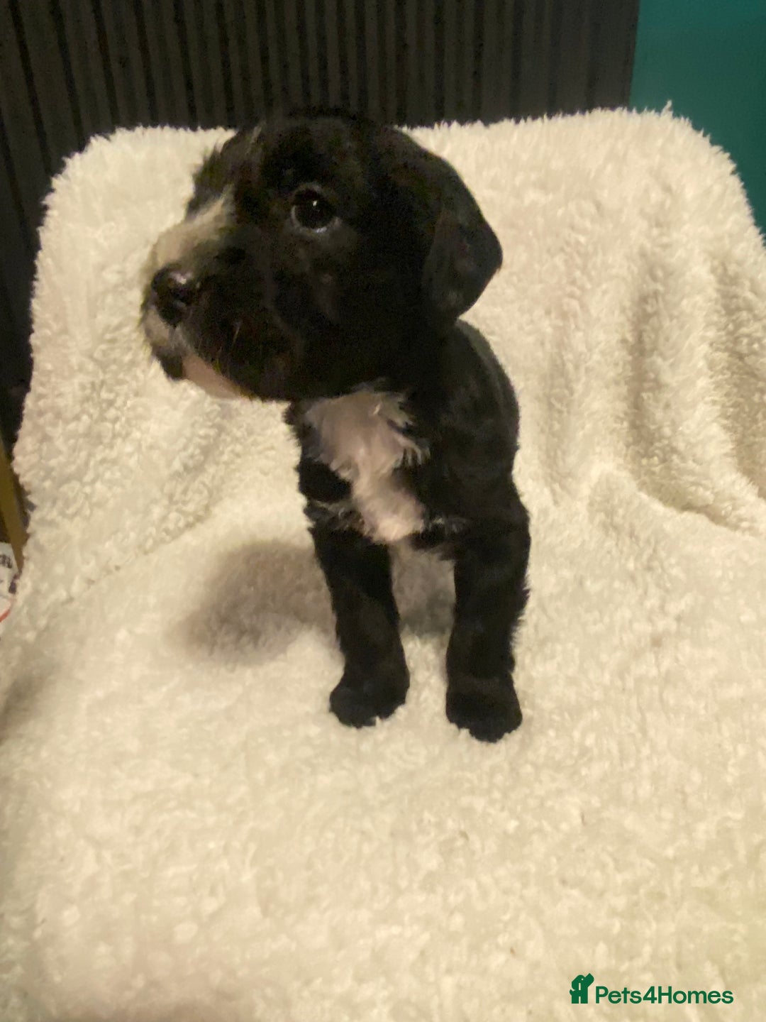 Mixed Breed dogs for sale: Staffypoos for sale - Image 20