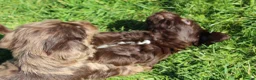 Labradoodle dogs for sale: Stunning Red Merle and Chocolate Labradoodle Pups in Auchterarder - Advert 18
