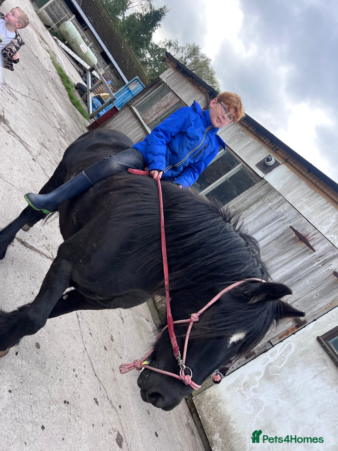 Fell horses for sale: Cob x Fell mare 10yrs old  - Advert 10