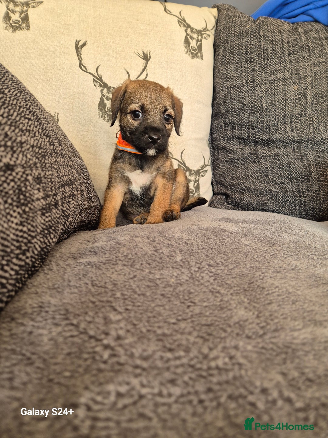 Border Terrier dogs for sale: Stunning border terrier puppys - Image 23