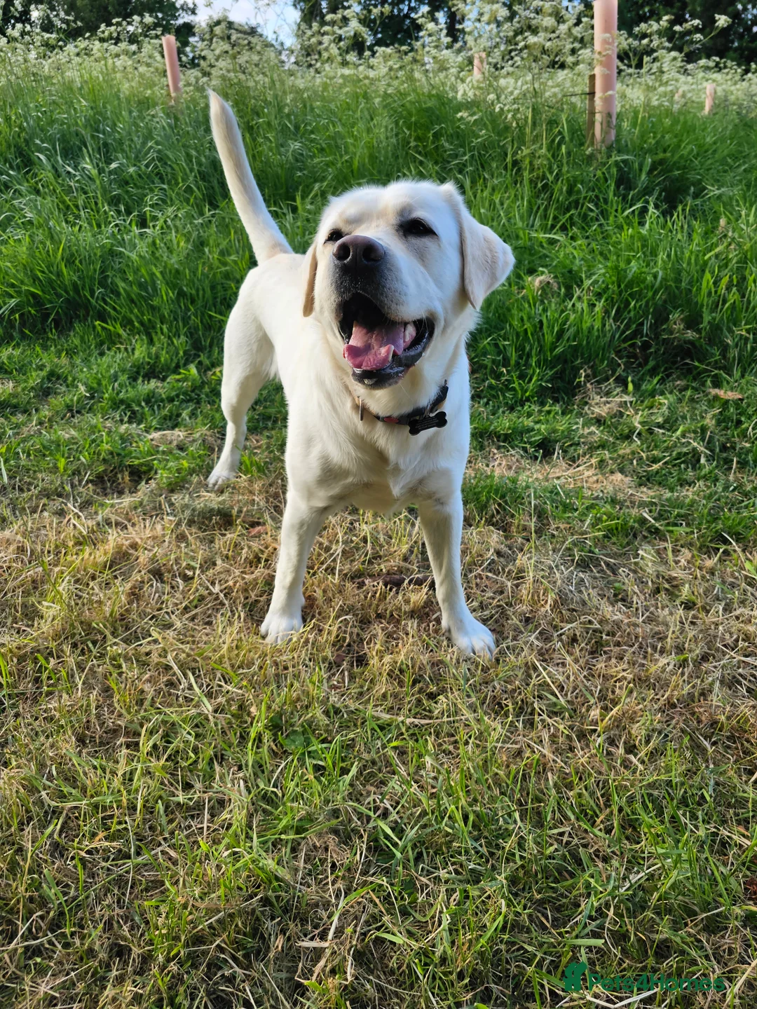 Labrador Retriever dogs for stud: Stunning Labrador, Champion Lines, Discounted Fee in Huddersfield - Advert 9