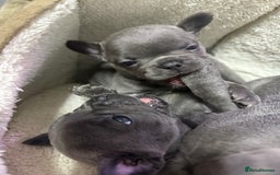 French Bulldog dogs for sale: 6 French bull dogs  - Advert 6