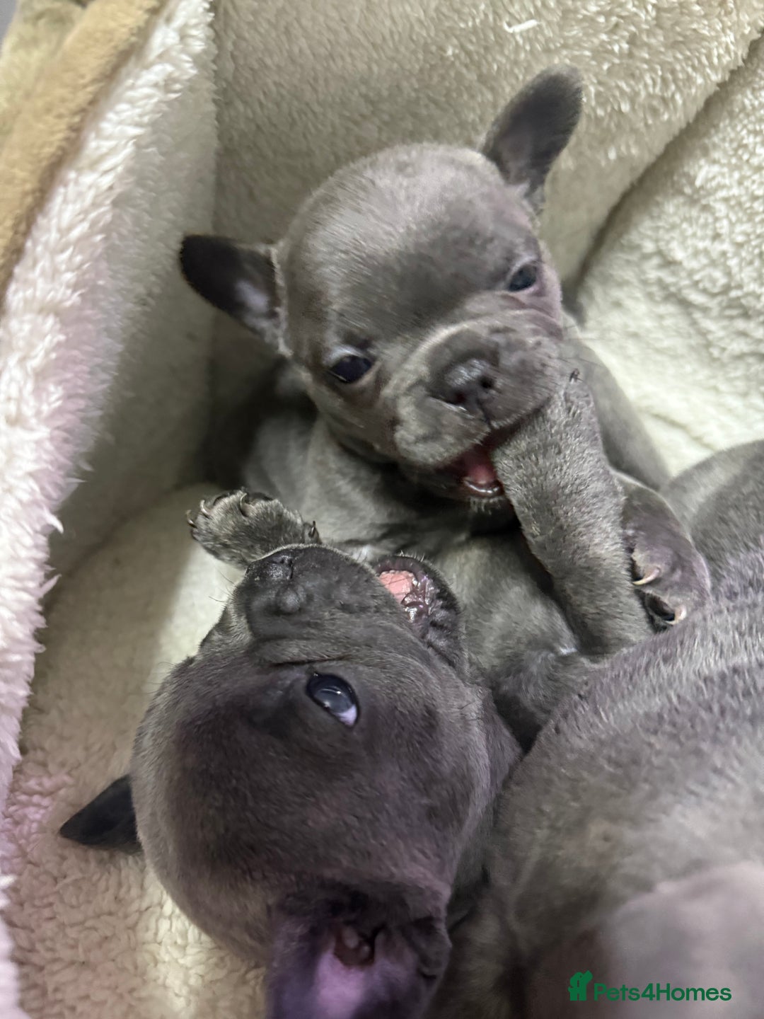 French Bulldog dogs for sale: 6 French bull dogs  - Advert 6