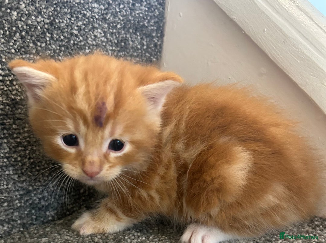 Mixed Breed cats for sale: Beautiful kittens for sale  - Image 6