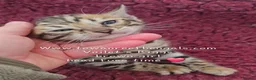 Bengal cats for sale: Tica registered bengal kittens (cashmere carriers) - Advert 7