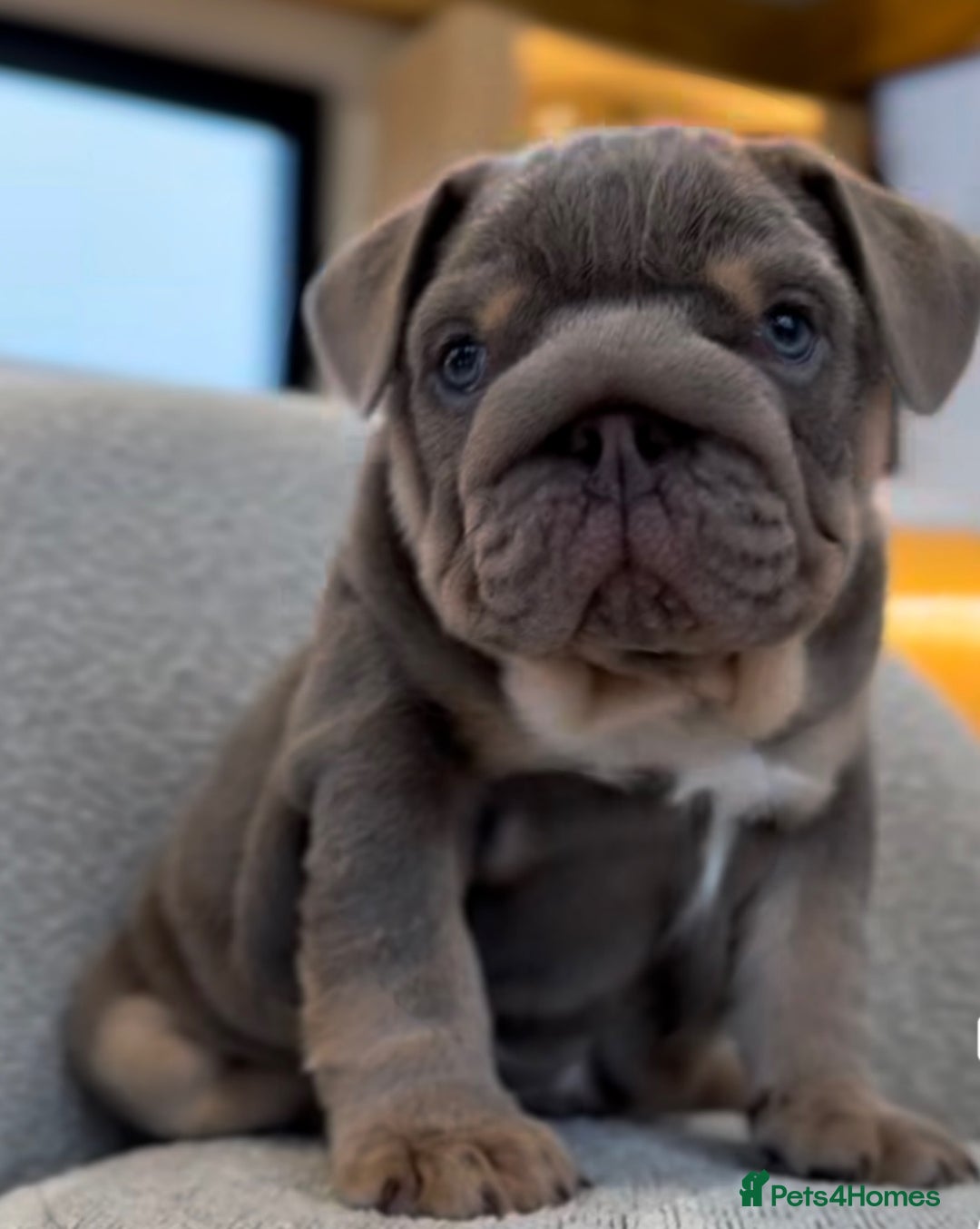 English Bulldog dogs for sale: STUNNING LITTER - Advert 6