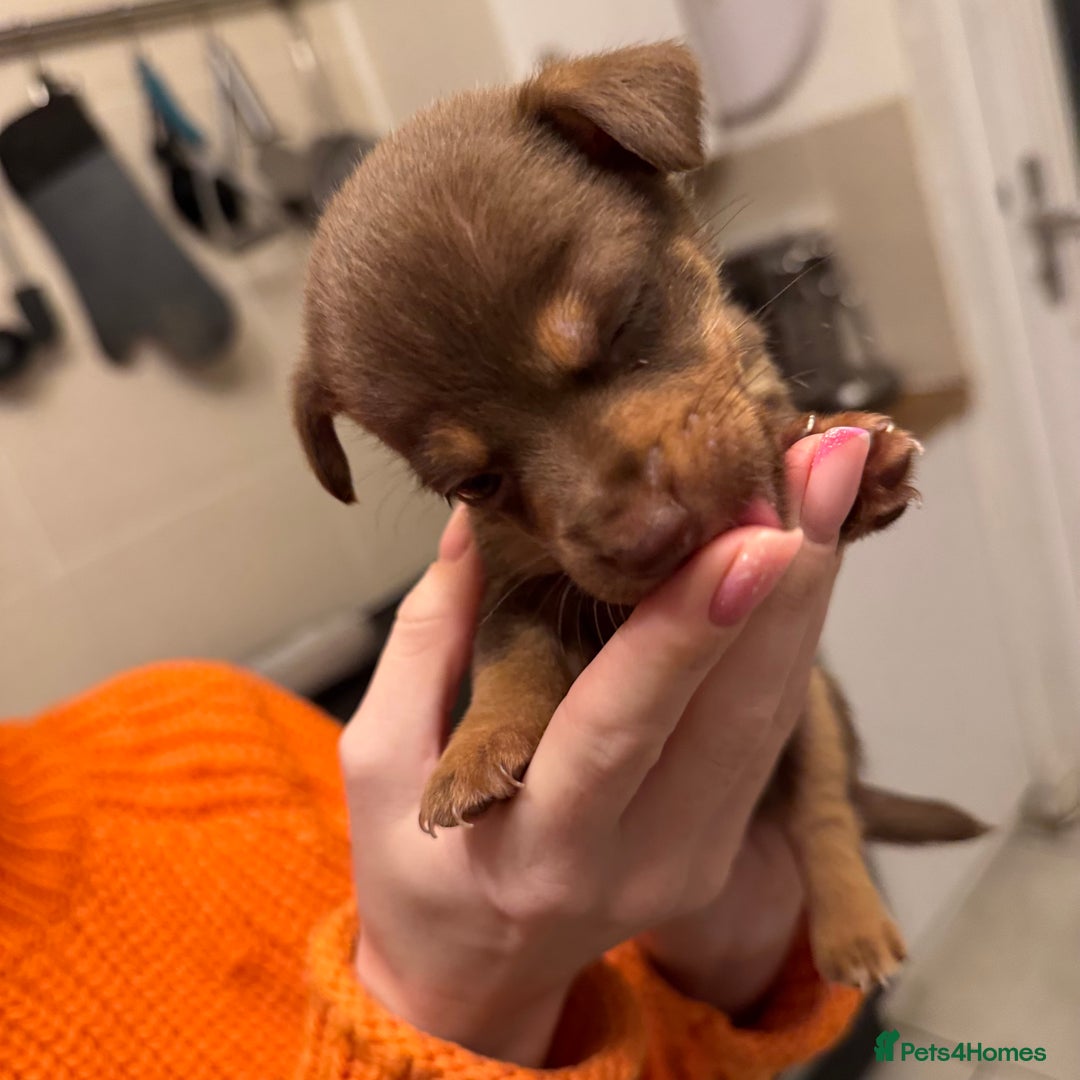 Jack Russell dogs for sale: Stunning miniature jack Russell puppies  - Advert 21