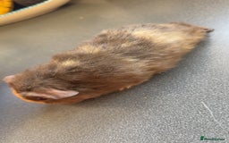Guinea Pig rodents for sale: Male Guinea Pig Looking for a Loving Home - Image 4