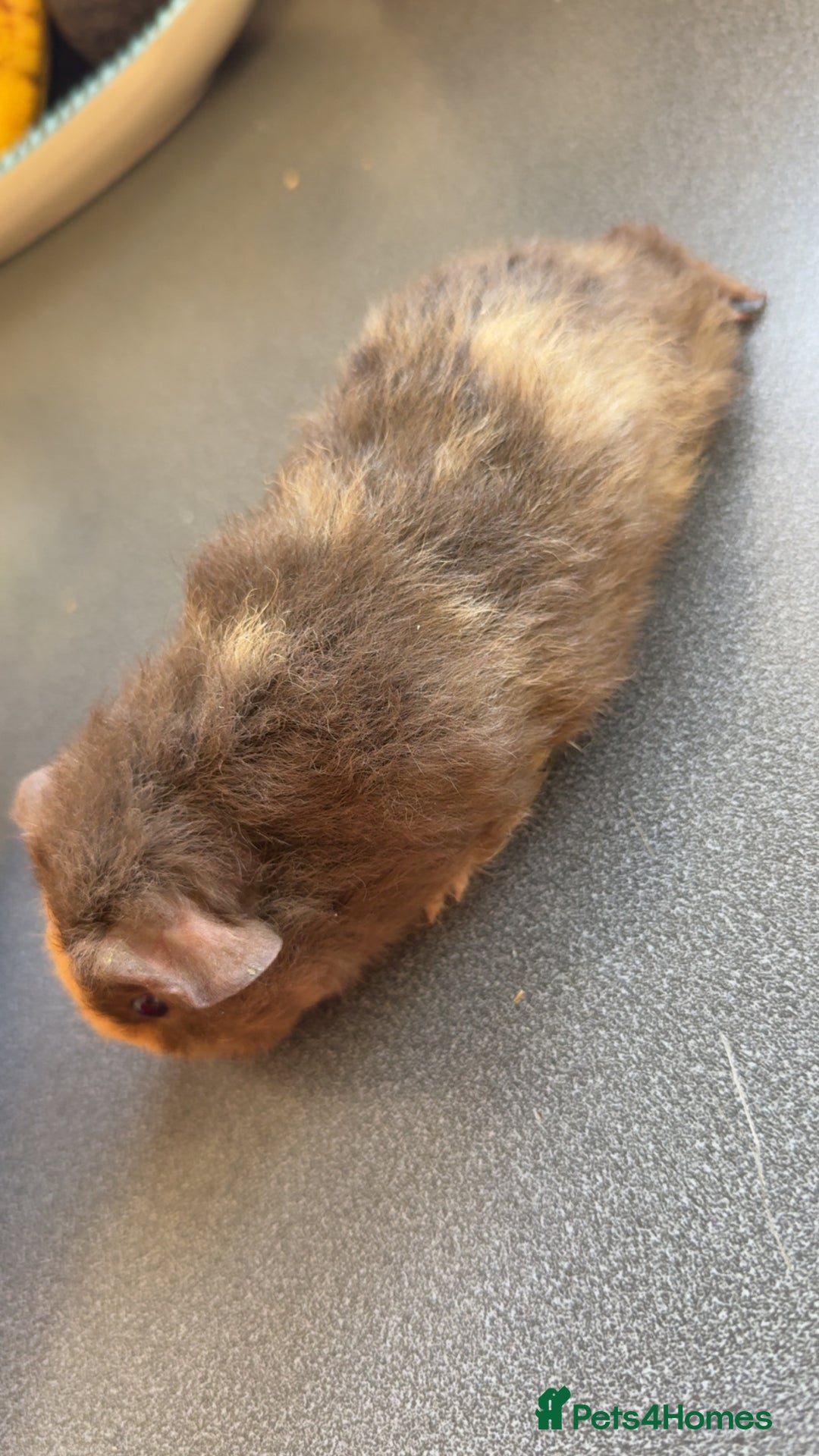 Guinea Pig rodents for sale: Male Guinea Pig Looking for a Loving Home - Image 4