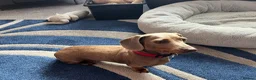 Miniature Dachshund dogs for sale: 3yo Beautiful kc reg, health tested - Advert 1