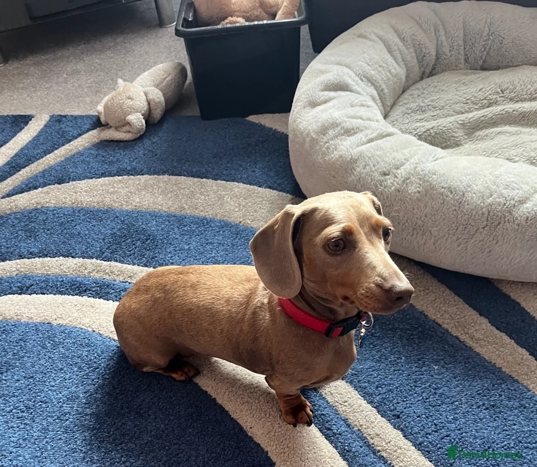 Miniature Dachshund dogs for sale: 3yo Beautiful kc reg, health tested - Advert 1