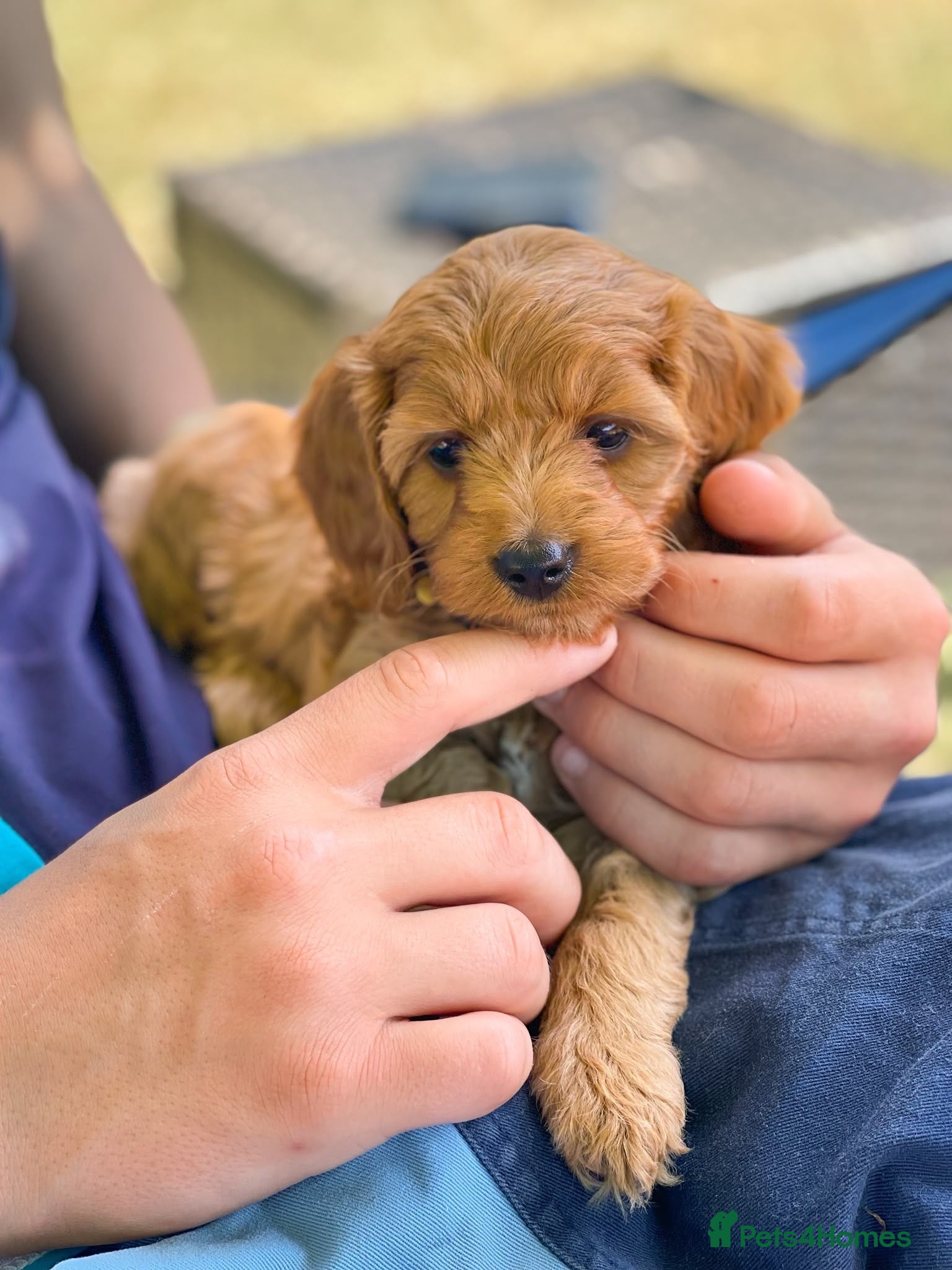 Cavapoo dogs Perfect homebred red F1 Cavapoo puppies  - Advert 1
