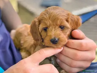 Cavapoo dogs Perfect homebred red F1 Cavapoo puppies - Advert 1