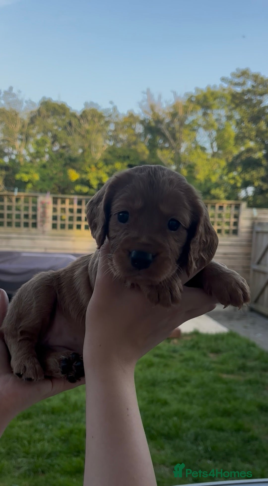 Cocker Spaniel dogs for sale: Working Cocker Spaniels  - Image 13
