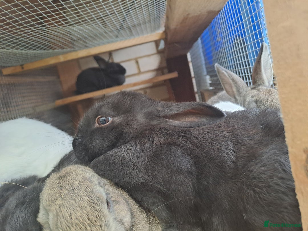 New Zealand rabbits for sale: Calm & Friendly New Zealand Kits - Image 4