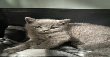 British Shorthair cats - Advert 4