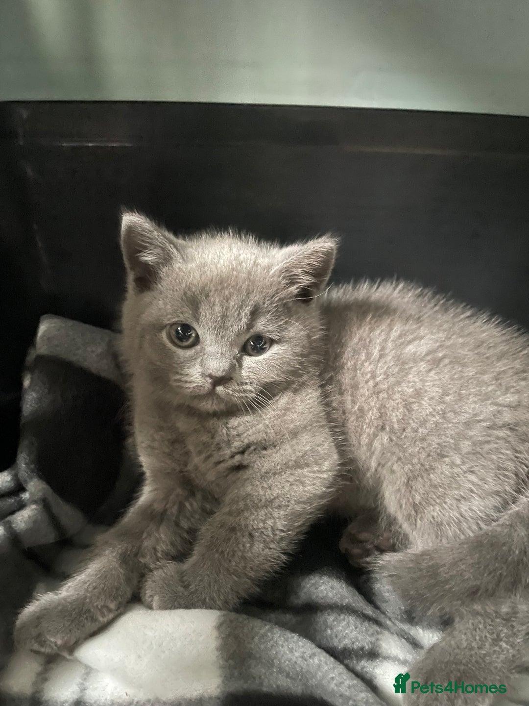 British Shorthair cats for sale: 8 week old British shorthair  - Image 3