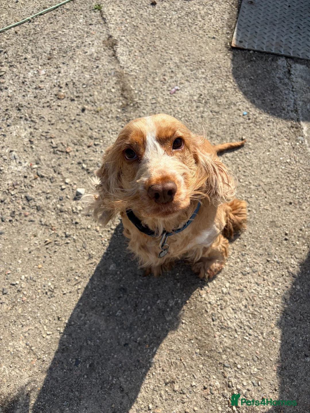 Cocker Spaniel dogs for sale: 7 year old cocker spaniel Pumpkin needing a home  in Newquay - Advert 5