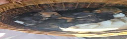 Border Terrier dogs for sale: Cracking litter of 8 boarder terrier  - Advert 2