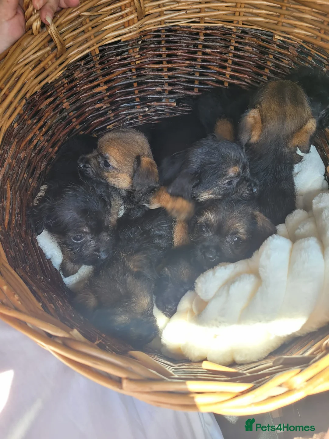 Border Terrier dogs for sale: Cracking litter of 8 boarder terrier  - Advert 2