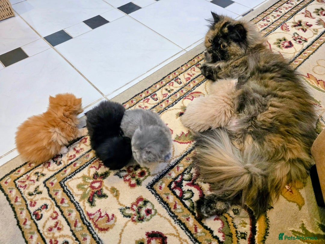 Persian cats for sale: Pedigree Persian Kittens- Rare & Beautiful Colours - Advert 10