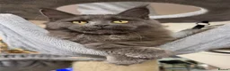Maine Coon cats for sale: 🔥*TWO BEAUTIFUL SOLID BLUE MAINE COON FEMALES*🔥  - Advert 15
