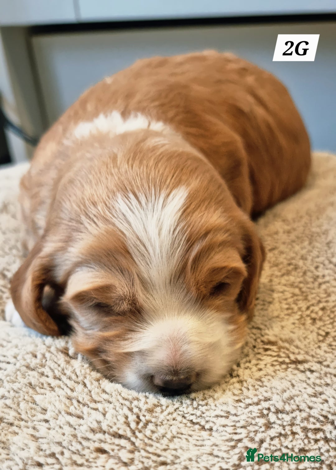 Cocker Spaniel dogs for sale: Working Cocker Spaniels (F1B) health checked. - Advert 4