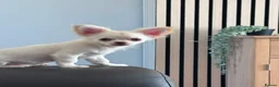 Chihuahua dogs for sale: RKC LC CHIHUAHUA MALE - Advert 4