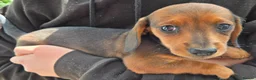 Miniature Dachshund dogs for sale: 5 X miniature dachshunds puppies for sale - Advert 8