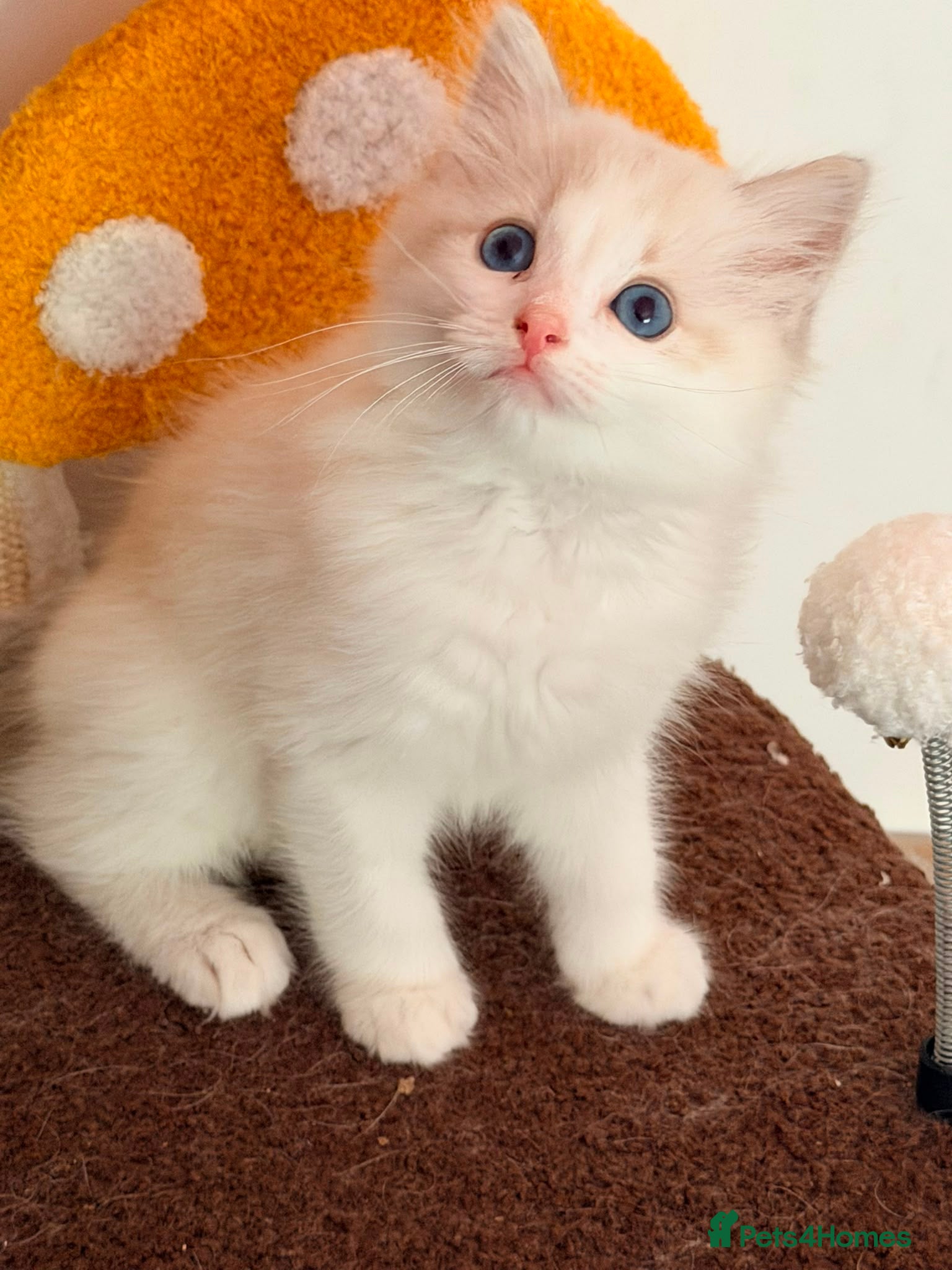 Ragdoll cats  One Huge ragdoll kitten looking for a  home  - Advert 16