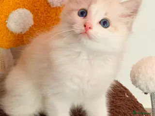 Ragdoll cats One Huge ragdoll kitten looking for a home - Advert 16
