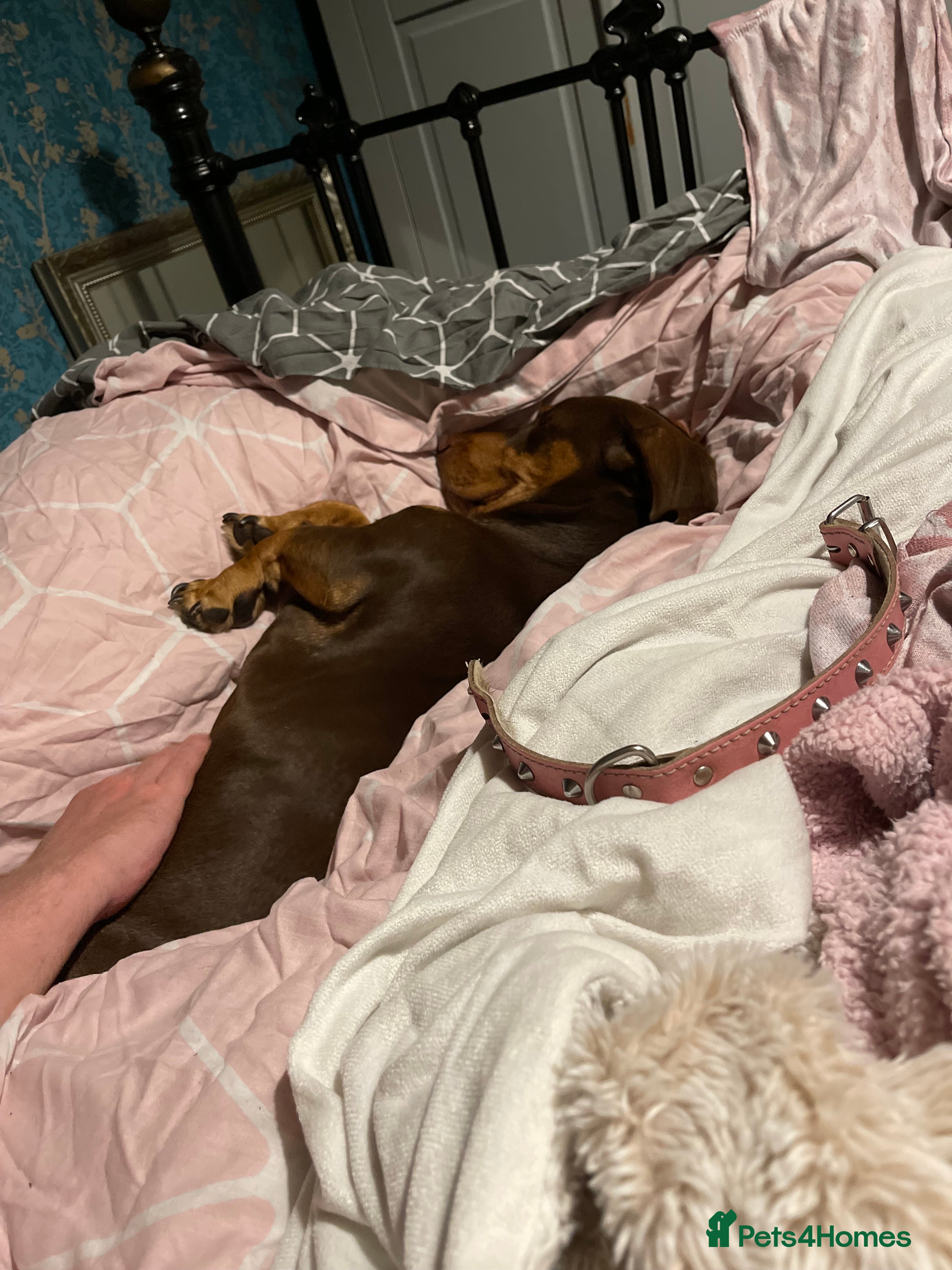 Dachshund dogs Male dachshund chocolate and tan 2 year old  - Advert 17