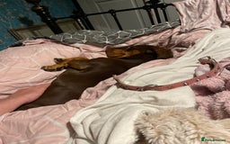 Dachshund dogs for sale: Male dachshund  - Image 1