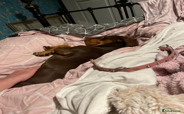 Dachshund dogs - Advert 12