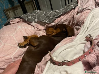 Dachshund dogs Male dachshund chocolate and tan 2 year old - Advert 14