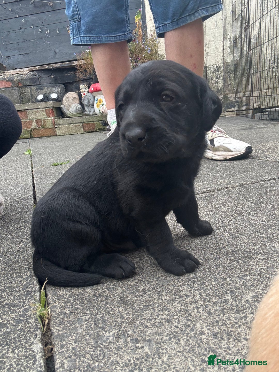 Labrador Retriever dogs for sale: FANTATIC bred Labradors - Image 8