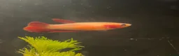 Bettas fish for sale: Beautiful bettas ready to go!  - Advert 7