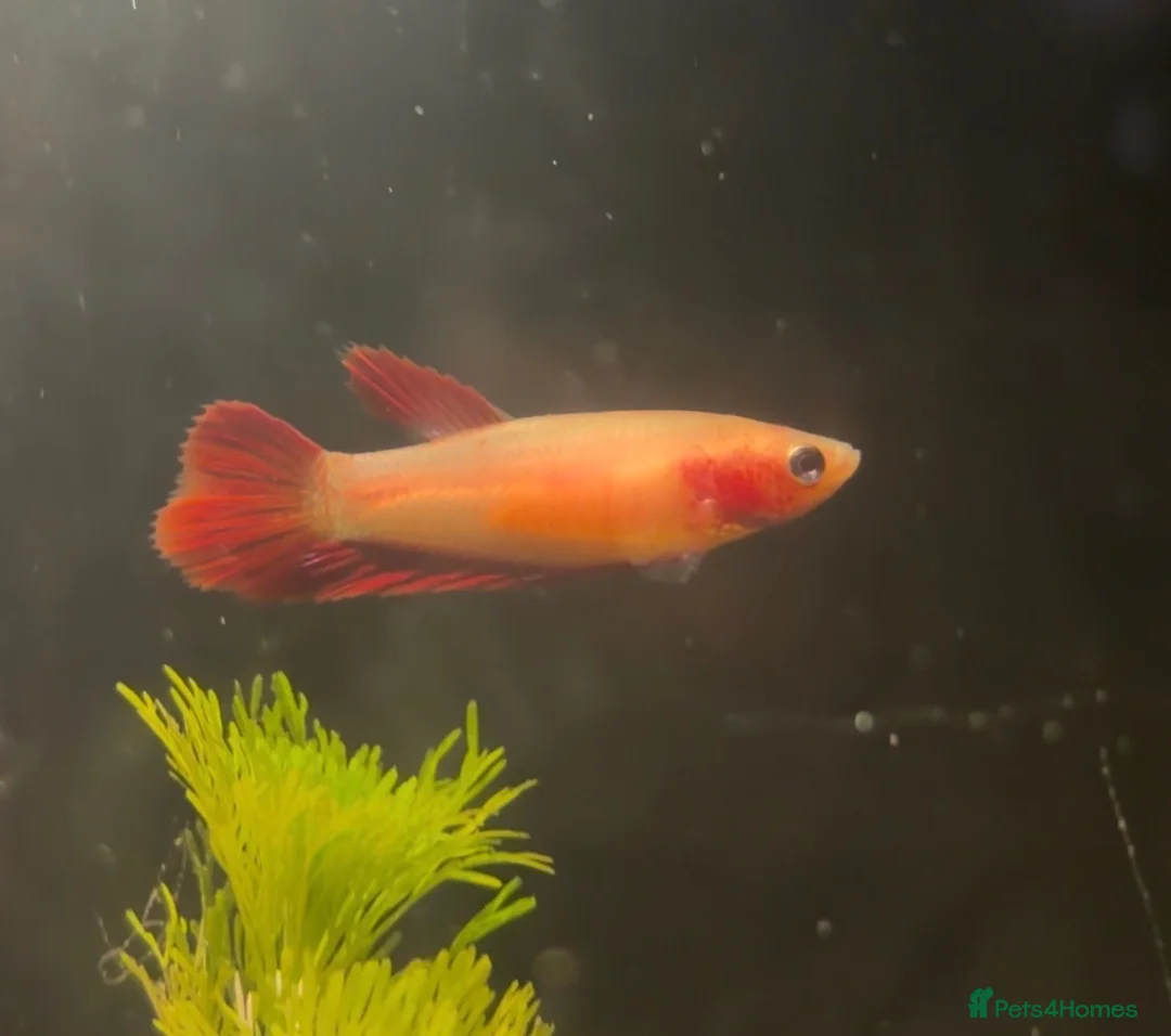 Bettas fish for sale: Beautiful bettas ready to go!  - Advert 7