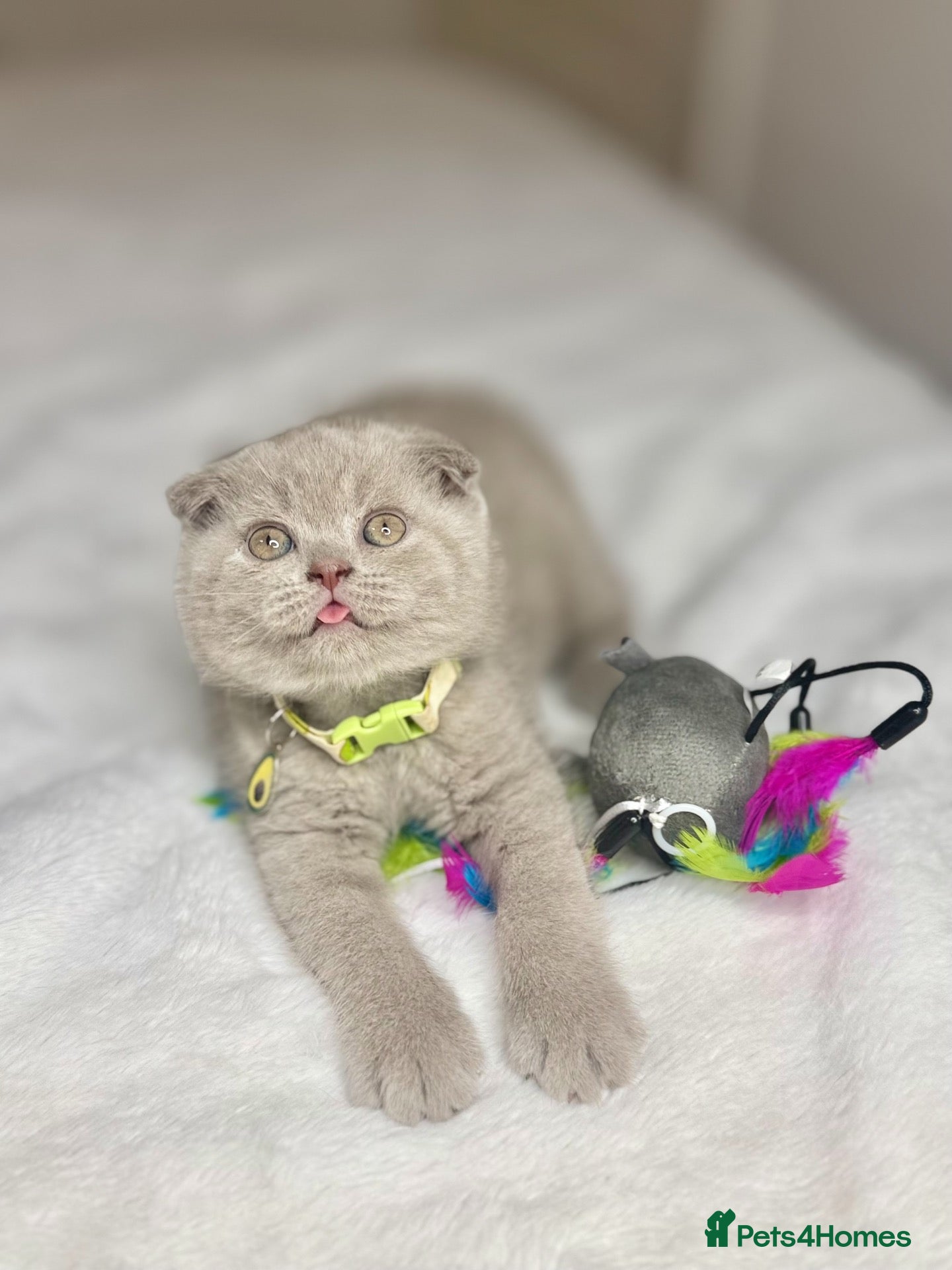 Scottish Fold cats Scottish fold - Advert 2