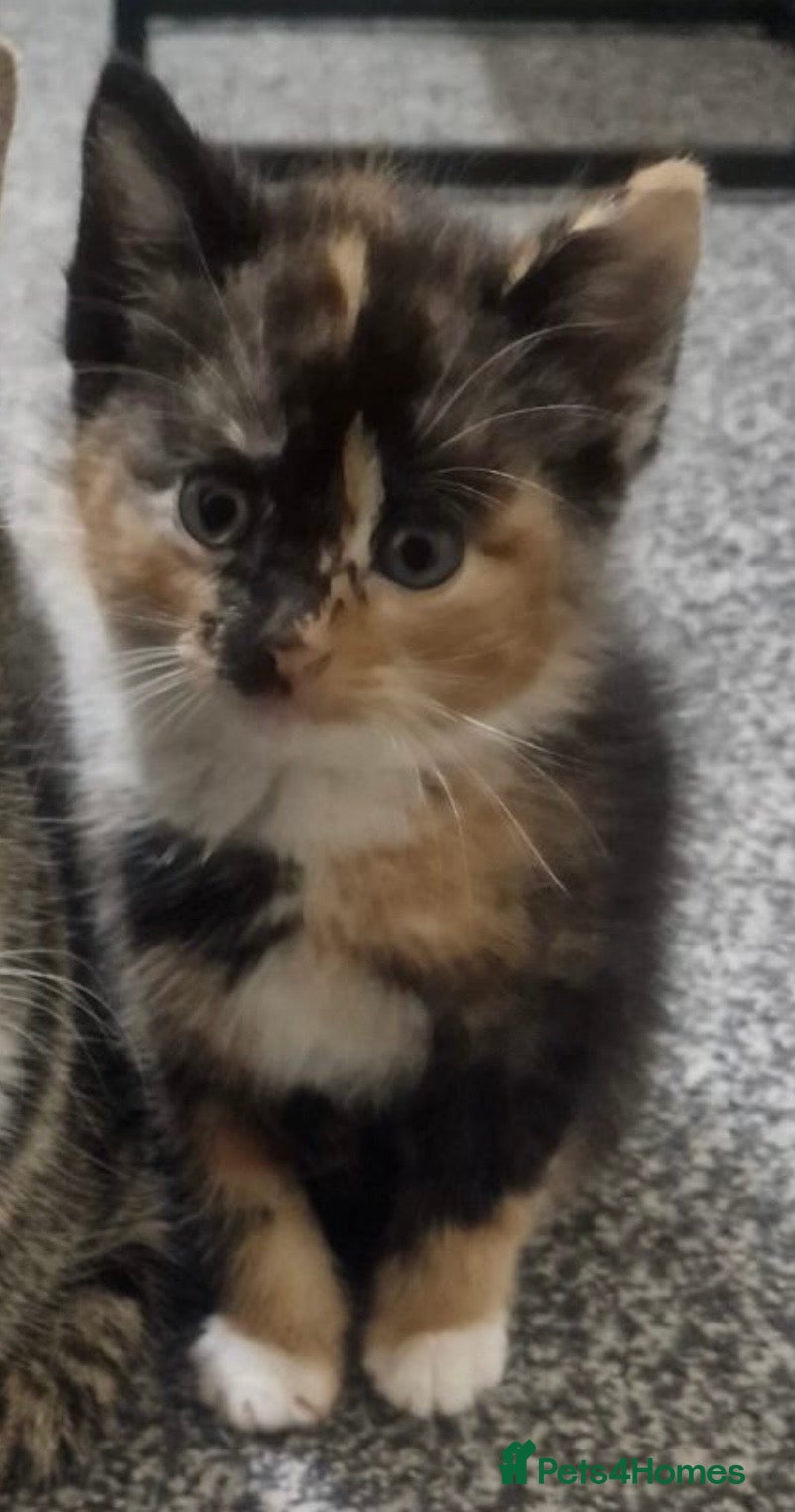 Mixed Breed cats Beautiful kittens  - Advert 15