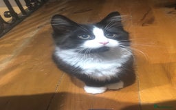 Mixed Breed cats for sale: Adorable kittens for sale! - Advert 5