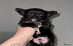Chihuahua dogs for sale: Long coat Chihuahua puppies - Image 15