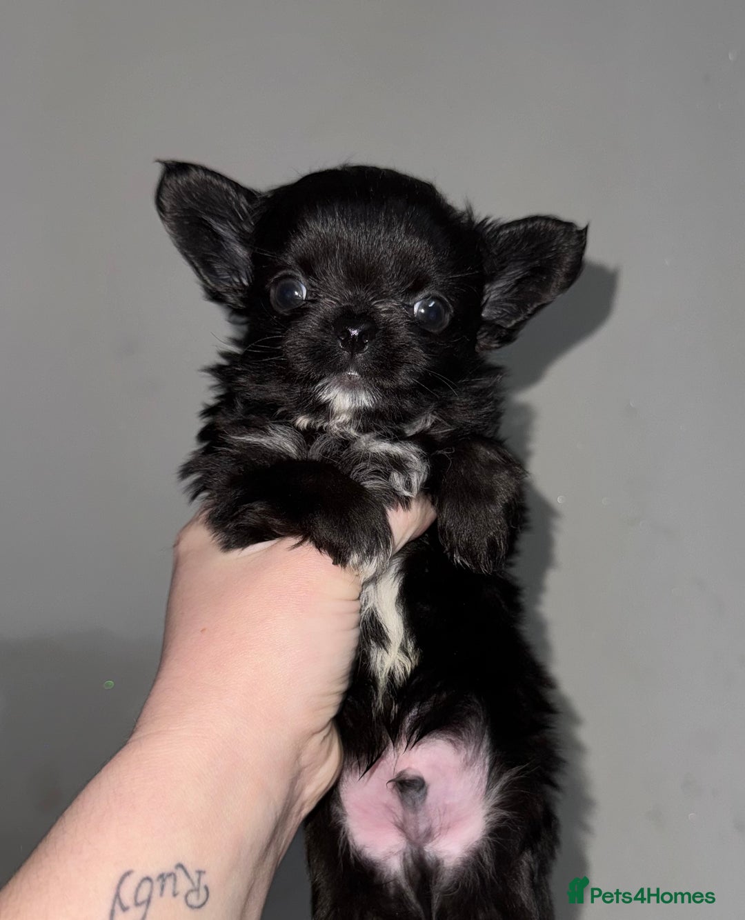 Chihuahua dogs for sale: Long coat Chihuahua puppies - Image 15