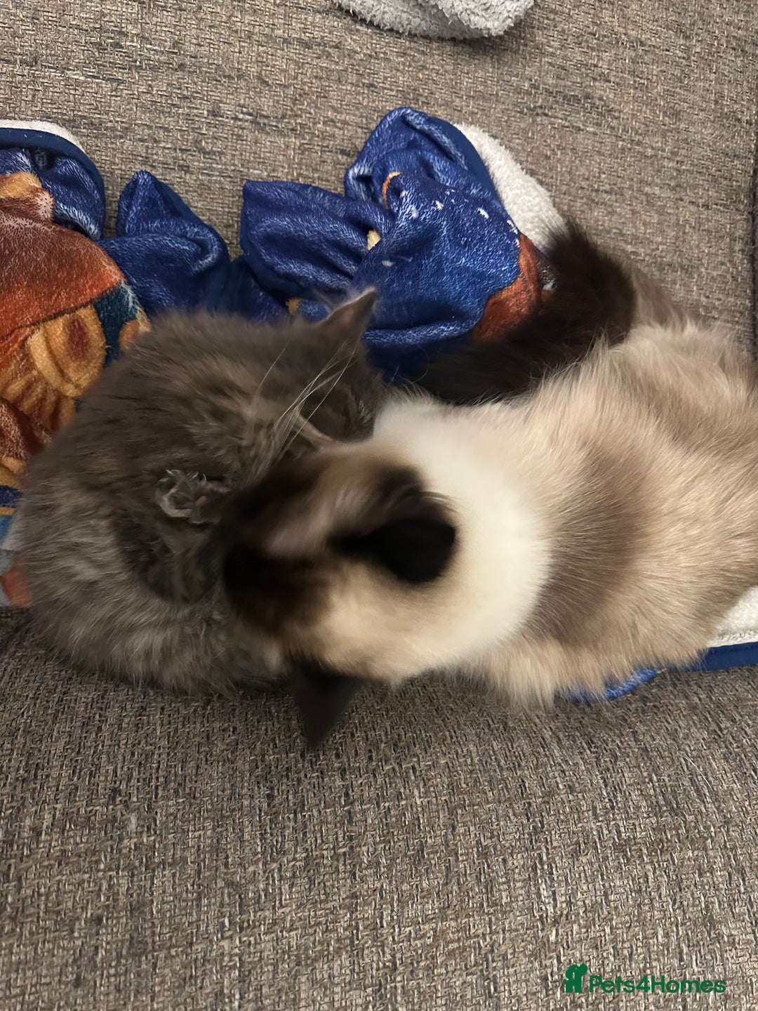 Ragcoon cats for sale: Ragcoon kittens  - Image 8