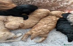 Toy Poodle dogs for sale: Toy poodles (5 girls and 2 boys) - Image 10