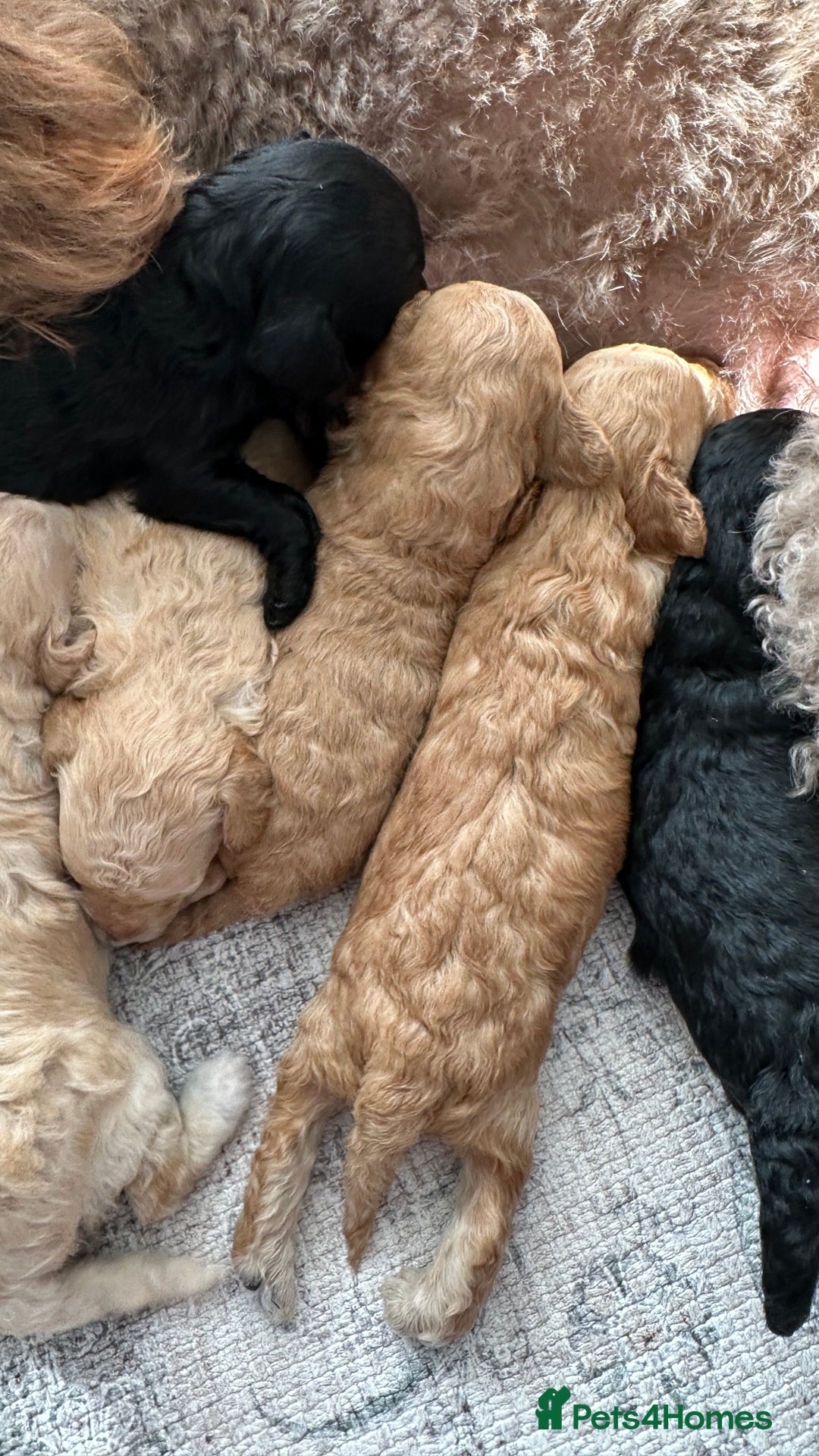 Toy Poodle dogs for sale: Toy poodles (5 girls and 2 boys) - Image 10