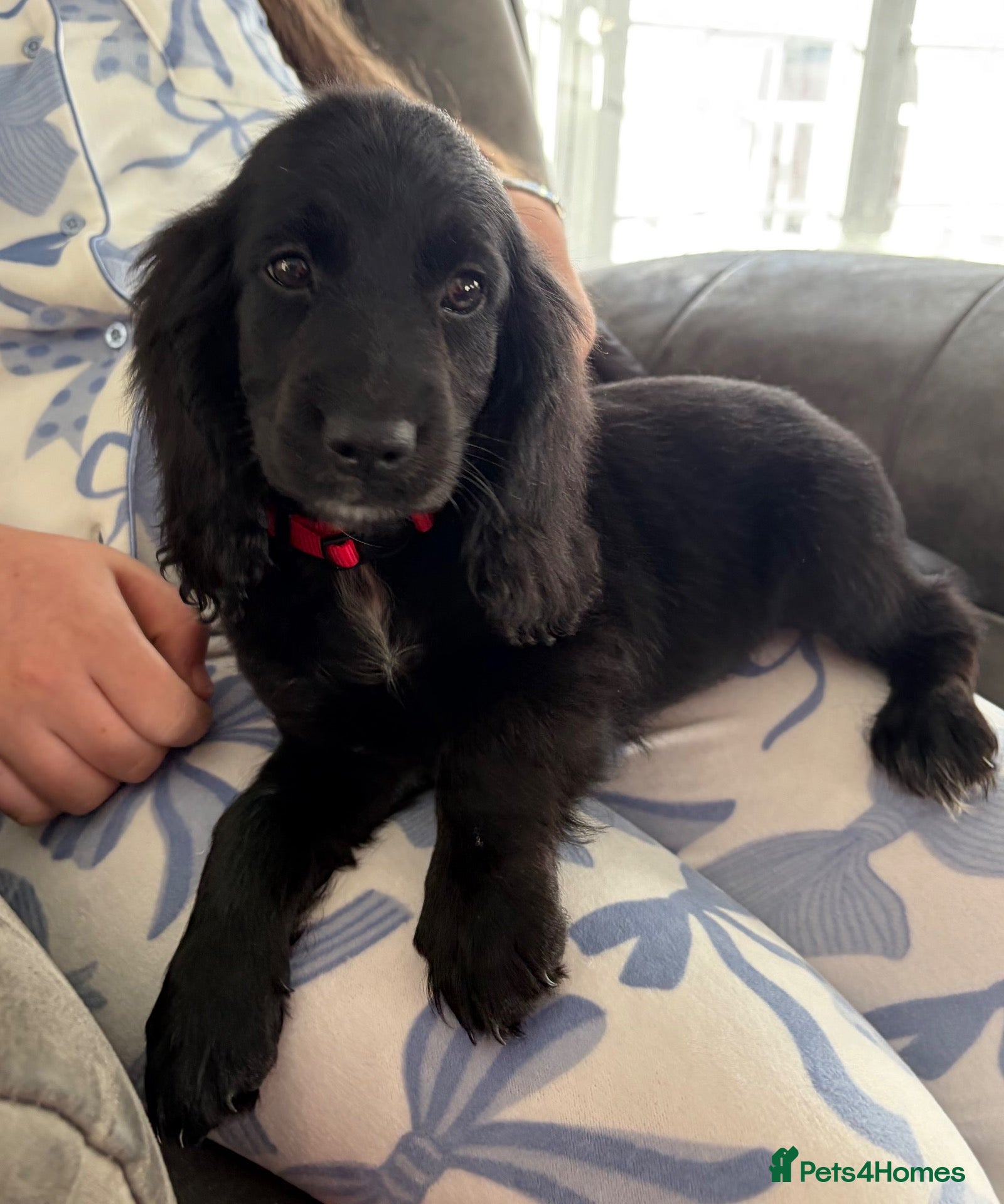 Cockapoo dogs Last cocker spaniel x cockapoo girl - Advert 6
